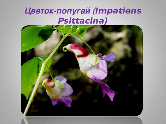 Цветок-попугай ( Impatiens Psittacina)