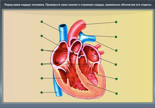 Изображение сердца биология