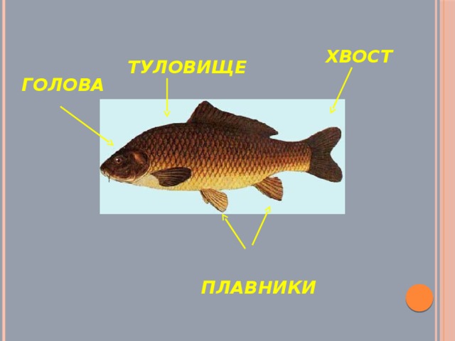 ХВОСТ ТУЛОВИЩЕ ГОЛОВА ПЛАВНИКИ