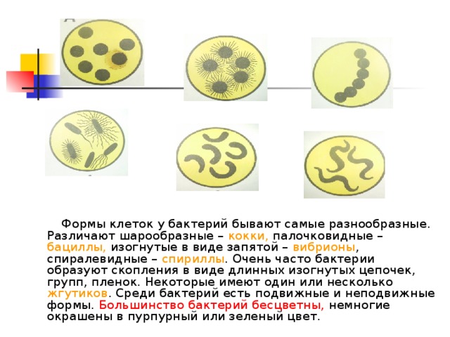 Формы клеток у бактерий бывают самые разнообразные. Различают шарообразные – кокки, палочковидные – бациллы, изогнутые в виде запятой – вибрионы , спиралевидные – спириллы . Очень часто бактерии образуют скопления в виде длинных изогнутых цепочек, групп, пленок. Некоторые имеют один или несколько жгутиков . Среди бактерий есть подвижные и неподвижные формы. Большинство бактерий бесцветны, немногие окрашены в пурпурный или зеленый цвет.