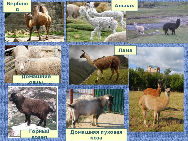Альпак Верблюд Лама Домашние овцы Домашняя пуховая коза Горный козел