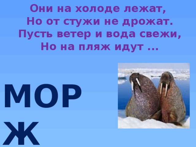 Они на холоде лежат,  Но от стужи не дрожат.  Пусть ветер и вода свежи,  Но на пляж идут ... И МОРЖ_