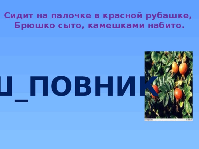 Сидит на палочке в красной рубашке,  Брюшко сыто, камешками набито.   Ш_ПОВНИК И