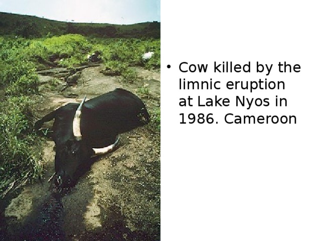 Cow killed by the limnic eruption at Lake Nyos in 1986. Cameroon