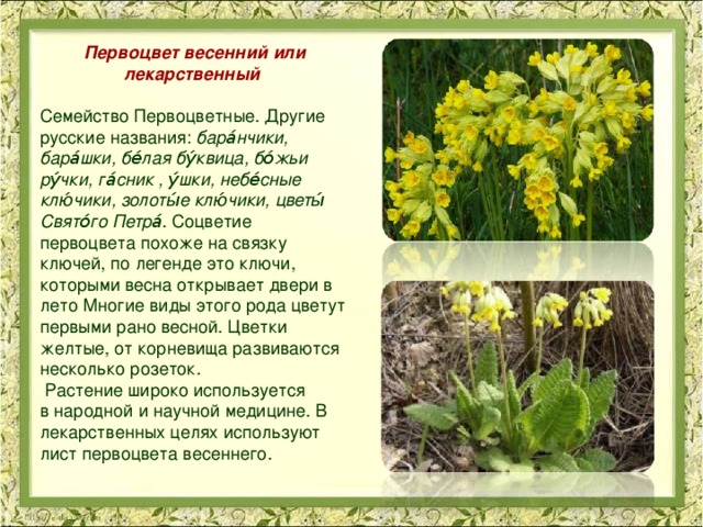Первоцвет весенний или лекарственный  Семейство Первоцветные. Другие русские названия:  бара́нчики, бара́шки, бе́лая бу́квица, бо́жьи ру́чки, га́сник , у́шки, небе́сные клю́чики, золоты́е клю́чики, цветы́ Свято́го Петра́ . Соцветие первоцвета похоже на связку ключей, по легенде это ключи, которыми весна открывает двери в лето Многие виды этого рода цветут первыми рано весной. Цветки желтые, от корневища развиваются несколько розеток.  Растение широко используется  в народной и научной медицине. В лекарственных целях используют лист первоцвета весеннего.