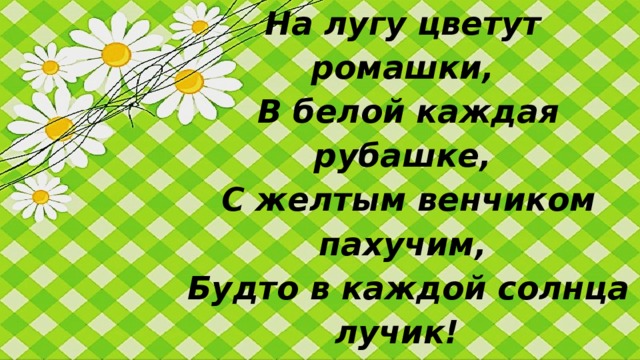 На лугу цветут ромашки,  В белой каждая рубашке,  С желтым венчиком пахучим,  Будто в каждой солнца лучик! Сколько прелести в цветке! Нежность в каждом лепестке! Соберу из них букетик, – Лета яркого приветик!