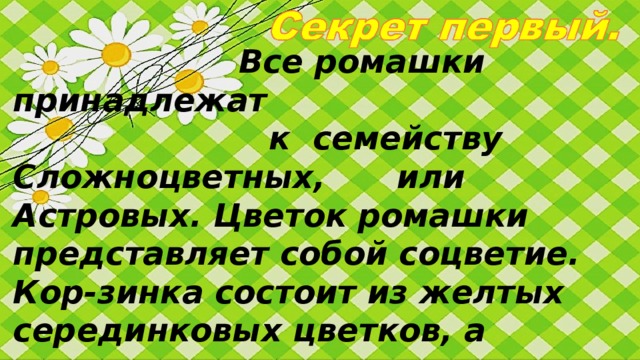 Все ромашки принадлежат  к семейству Сложноцветных,   или Астровых. Цветок ромашки  представляет собой соцветие. Кор-зинка состоит из желтых серединковых цветков, а окружают ее вовсе не лепестки, а белые язычковые,  краевые цветки.