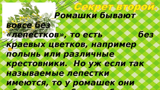 Ромашки бывают вовсе без      «лепестков», то есть    без краевых цветков, например  полынь или различные крестовники. Но уж если так называемые лепестки имеются, то у ромашек они обязатель-но бывают белого цвета. Не бывает ромашек с желтыми лепестками