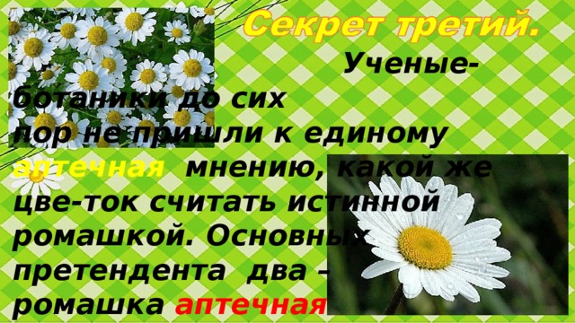 Ученые-ботаники до сих      пор не пришли к единому  аптечная  мнению, какой же цве-ток считать истинной ромашкой. Основных претендента  два – ромашка аптечная и нивяник. нивяник