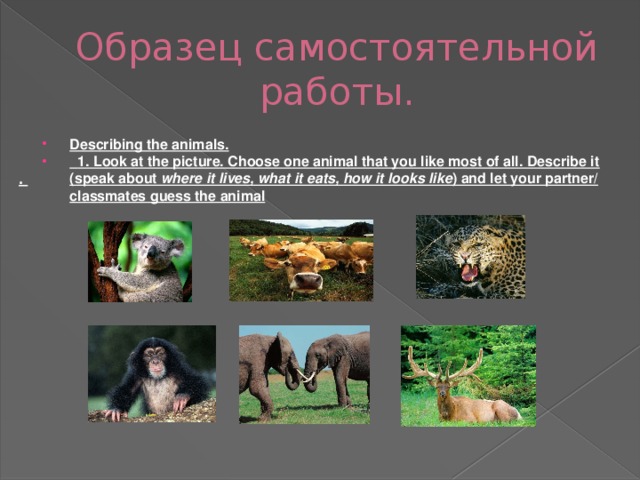 Образец самостоятельной работы. Describing the animals.  1. Look at the picture. Choose one animal that you like most of all. Describe it (speak about where it lives, what it eats, how it looks like ) and let your partner/ classmates guess the animal .