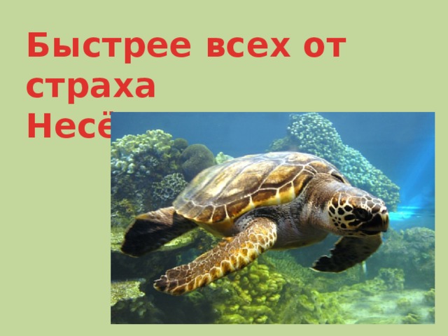 Быстрее всех от страха Несётся…