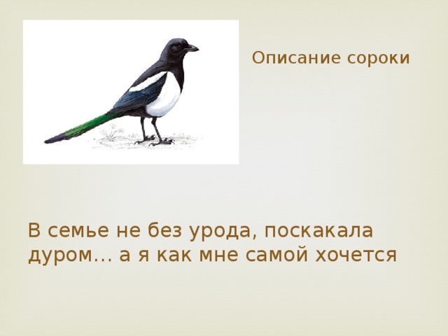 Описание сороки В семье не без урода, поскакала дуром… а я как мне самой хочется