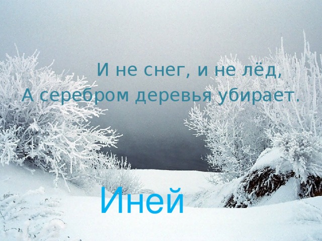 И не снег, и не лёд, А серебром деревья убирает. Иней