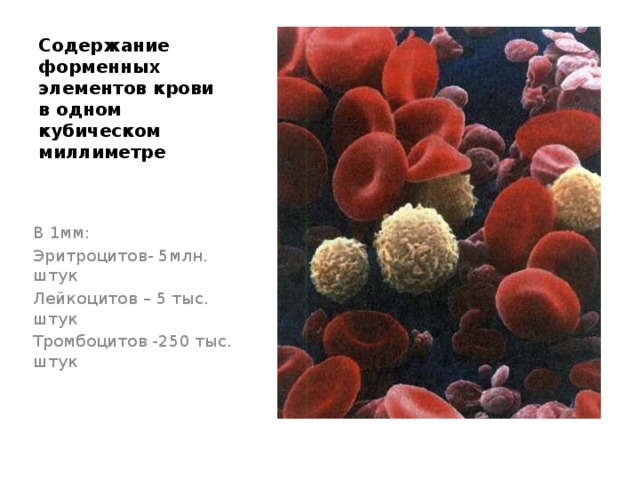 Содержание форменных элементов крови в одном кубическом миллиметре В 1мм: Эритроцитов- 5млн. штук Лейкоцитов – 5 тыс. штук Тромбоцитов -250 тыс. штук
