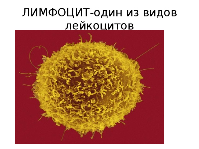 ЛИМФОЦИТ-один из видов лейкоцитов