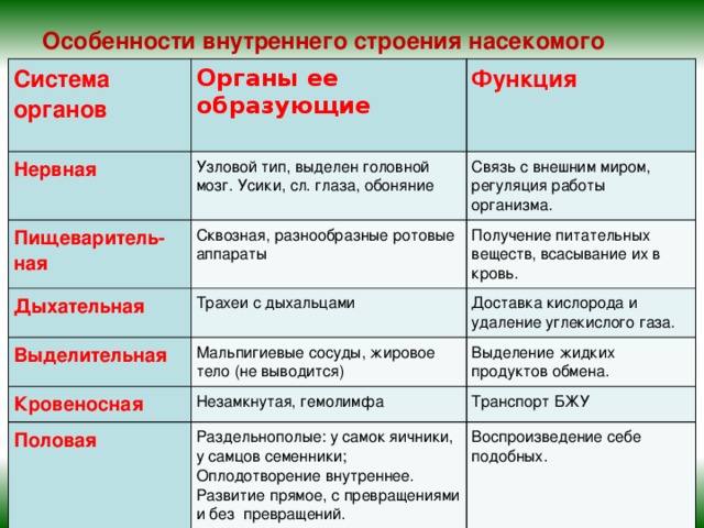 Особенности внутреннего строения насекомого   Система органов Органы ее образующие Нервная  Функция Узловой тип, выделен головной мозг. Усики, сл. глаза, обоняние Пищеваритель- Сквозная, разнообразные ротовые аппараты Дыхательная ная Связь с внешним миром, регуляция работы организма. Получение питательных веществ, всасывание их в кровь. Трахеи с дыхальцами Выделительная Доставка кислорода и удаление углекислого газа. Мальпигиевые сосуды, жировое тело (не выводится) Кровеносная Выделение жидких продуктов обмена. Незамкнутая, гемолимфа Половая Транспорт БЖУ Раздельнополые: у самок яичники, у самцов семенники; Оплодотворение внутреннее. Развитие прямое, с превращениями и без превращений. Воспроизведение себе подобных.