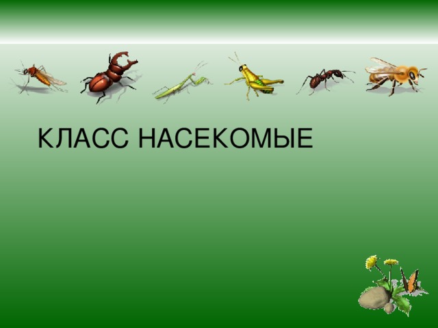 КЛАСС НАСЕКОМЫЕ