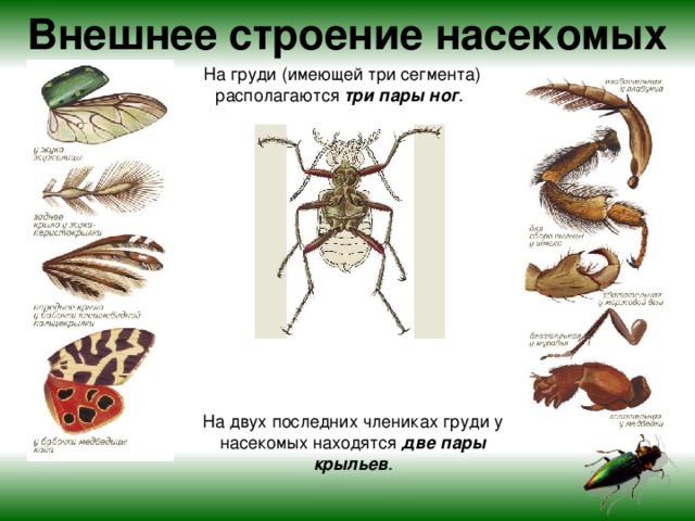 Внешнее строение насекомых На груди (имеющей три сегмента) располагаются три пары ног . На двух последних члениках груди у насекомых находятся две пары крыльев .