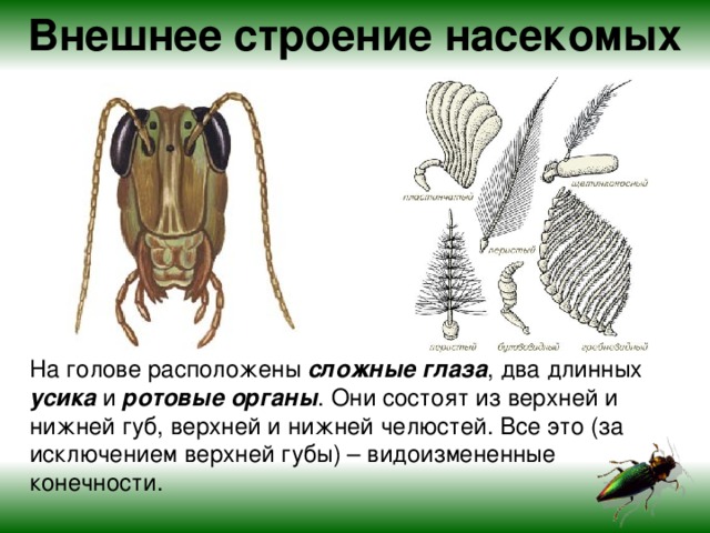 Внешнее строение насекомых На голове расположены сложные глаза , два длинных усика и ротовые органы . Они состоят из верхней и нижней губ, верхней и нижней челюстей. Все это (за исключением верхней губы) – видоизмененные конечности.