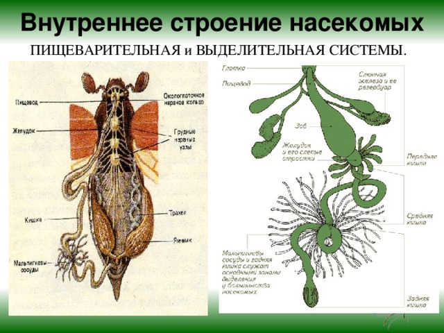 Внутреннее строение насекомых ПИЩЕВАРИТЕЛЬНАЯ и ВЫДЕЛИТЕЛЬНАЯ СИСТЕМЫ.