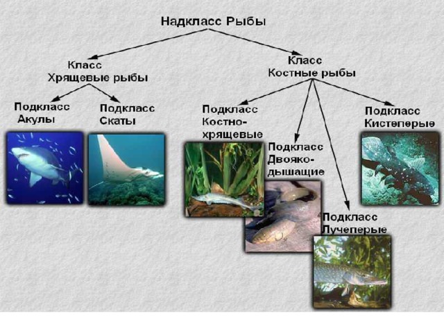 Многообразие рыб