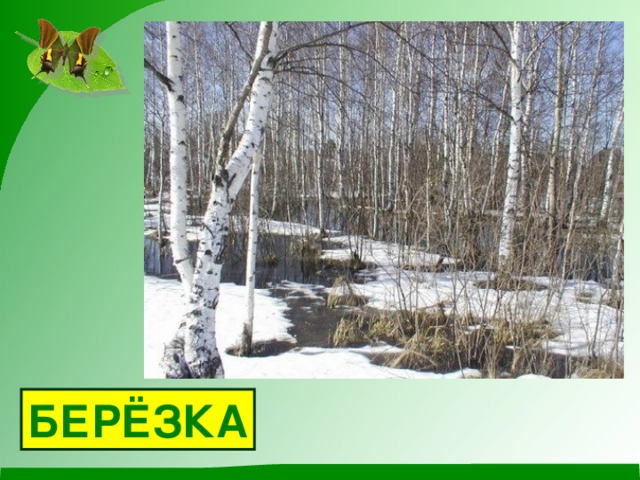 БЕРЁЗКА