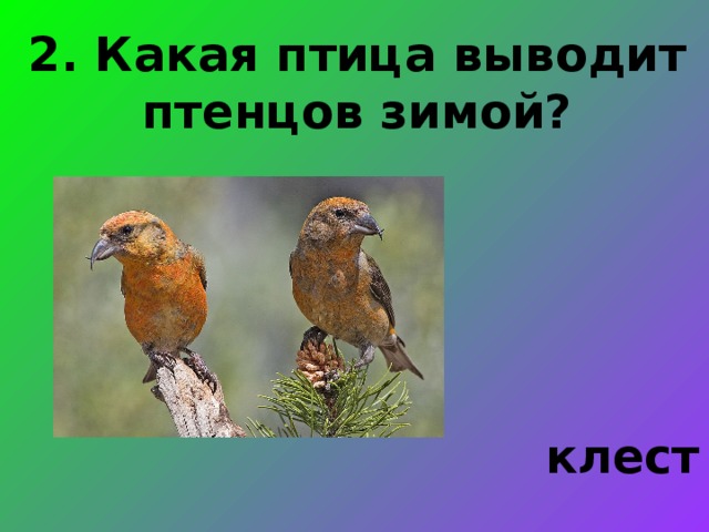 2. Какая птица выводит птенцов зимой?  клест