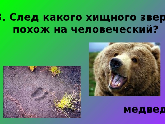 3. След какого хищного зверя  похож на человеческий? медведя