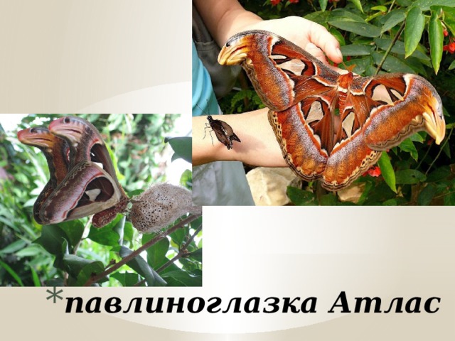 Attacus atlas считается одной из самых крупных бабочек мира. Размах крыльев до 24 см. Ротовой аппарат не развит. Бабочки не питаются и живут за счет питательных веществ, накопленных в стадии гусеницы. павлиноглазка Атлас