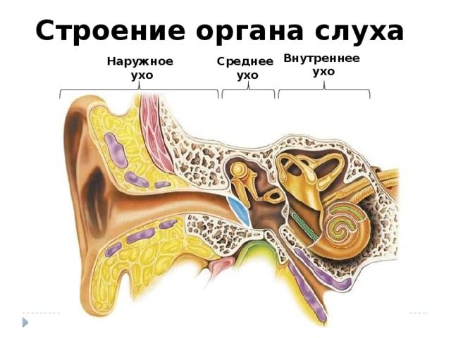 Строение органа слуха Внутреннее ухо Среднее Наружное ухо  ухо