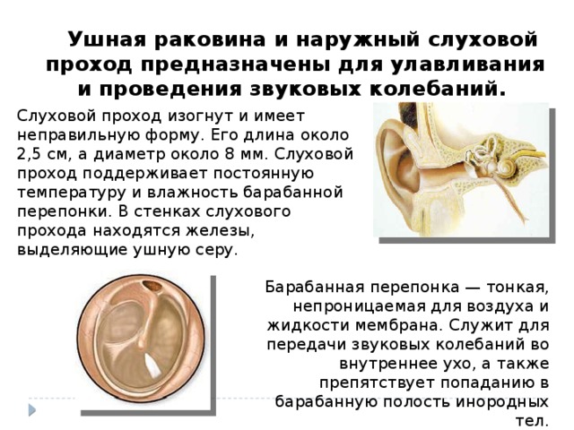 Ушная раковина и наружный слуховой проход предназначены для улавливания и проведения звуковых колебаний.  Слуховой проход изогнут и имеет неправильную форму. Его длина около 2,5 см, а диаметр около 8 мм. Слуховой проход поддерживает постоянную температуру и влажность барабанной перепонки. В стенках слухового прохода находятся железы, выделяющие ушную серу.  Барабанная перепонка — тонкая, непроницаемая для воздуха и жидкости мембрана. Служит для передачи звуковых колебаний во внутреннее ухо, а также препятствует попаданию в барабанную полость инородных тел.