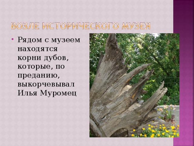 Рядом с музеем находятся корни дубов, которые, по преданию, выкорчевывал Илья Муромец