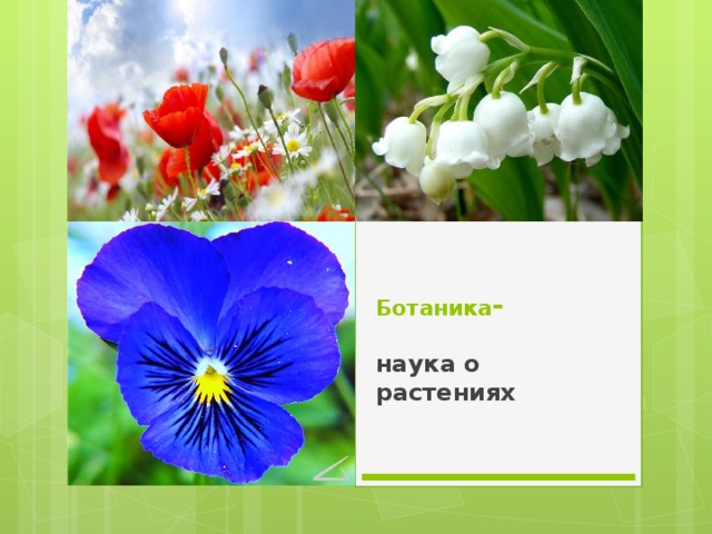 Ботаника -   наука о растениях
