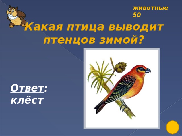 животные 50 Какая птица выводит птенцов зимой? Ответ : клёст