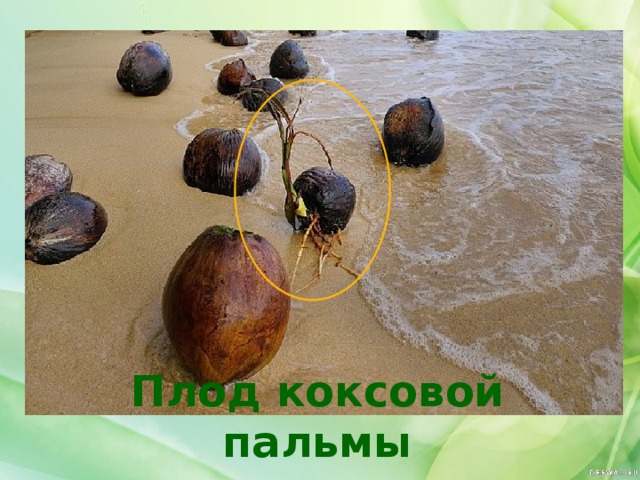 Плод коксовой пальмы путешествует по воде
