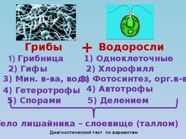 + Водоросли Грибы  1) Одноклеточные 1) Грибница 2) Гифы 2) Хлорофилл 3) Мин. в-ва, вода 3) Фотосинтез, орг.в-ва 4) Автотрофы 4) Гетеротрофы 5) Спорами 5) Делением Тело лишайника – слоевище (таллом) Диагностический тест по вариантам
