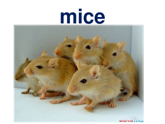 mice