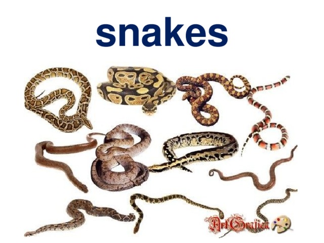 snakes