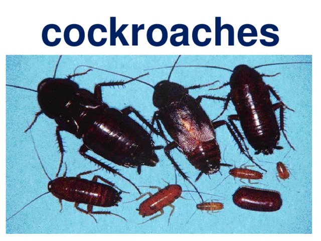 cockroaches