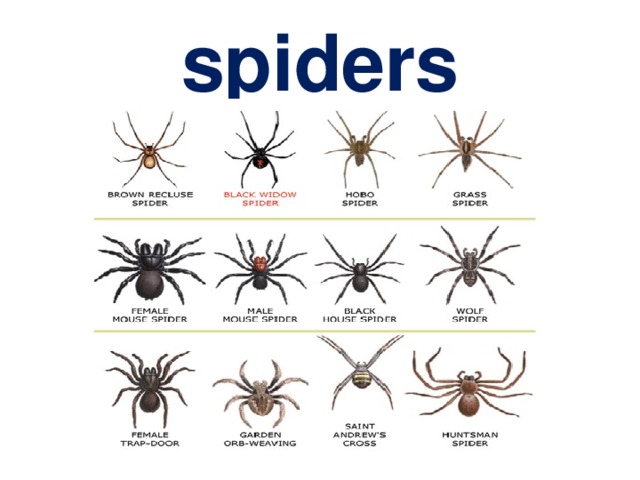 spiders