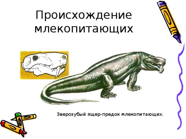 Зверозубый ящер-предок млекопитающих.