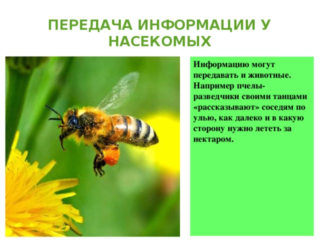 Передача информации у насекомых Информацию могут передавать и животные. Например пчелы-разведчики своими танцами «рассказывают» соседям по улью, как далеко и в какую сторону нужно лететь за нектаром.