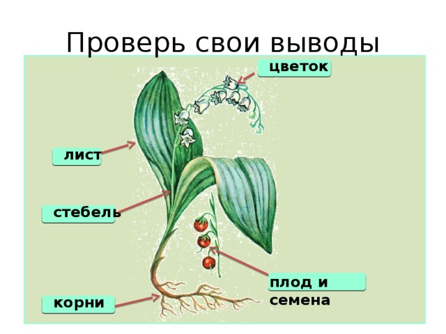 Проверь свои выводы цветок лист стебель плод и семена корни