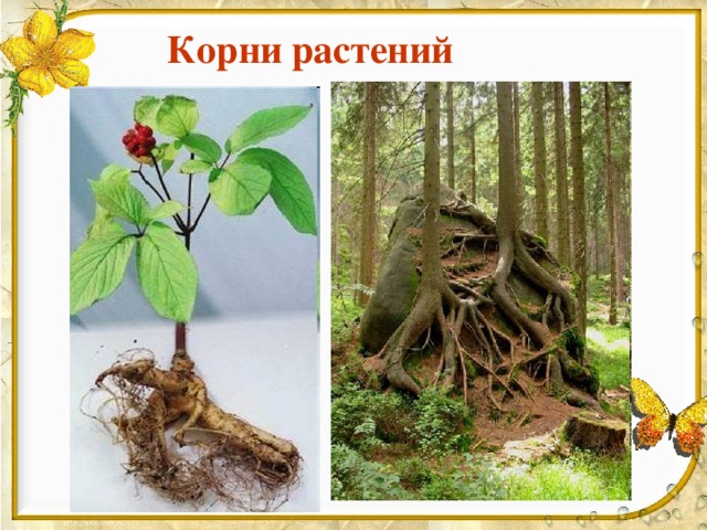 Корни растений