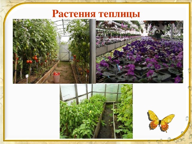 Растения теплицы