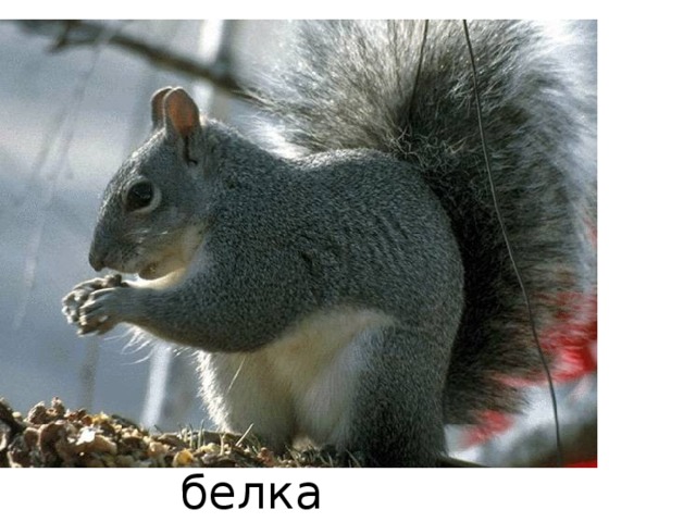 белка