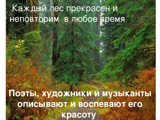 Каждый лес прекрасен и неповторим в любое время . Поэты, художники и музыканты описывают и воспевают его красоту