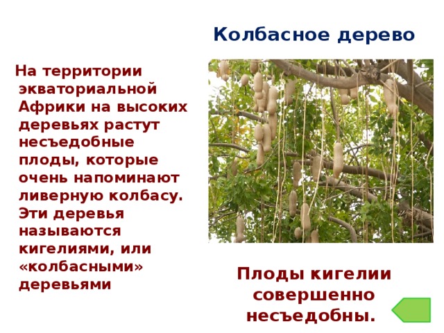 Колбасное дерево На территории экваториальной Африки на высоких деревьях растут несъедобные плоды, которые очень напоминают ливерную колбасу. Эти деревья называются кигелиями, или «колбасными» деревьями Плоды кигелии совершенно несъедобны.