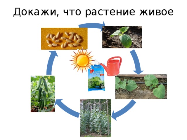 Докажи, что растение живое