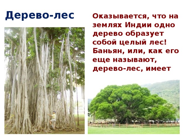 Дерево-лес Оказывается, что на землях Индии одно дерево образует собой целый лес! Баньян, или, как его еще называют, дерево-лес, имеет не один, а тысячи стволов.